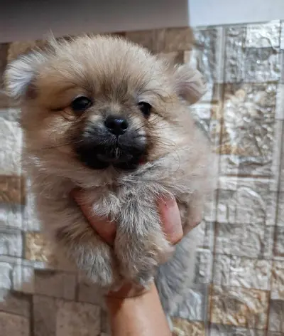 Tiny Pomeranian puppy, fluffy and playful is looking for loving home
