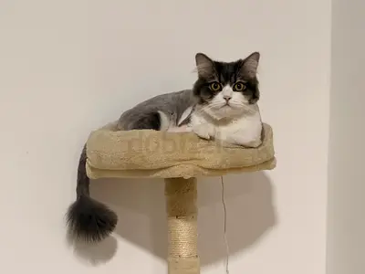 Friendly  Healthy Cat Looking for a Loving Forever Home 🐱❤️