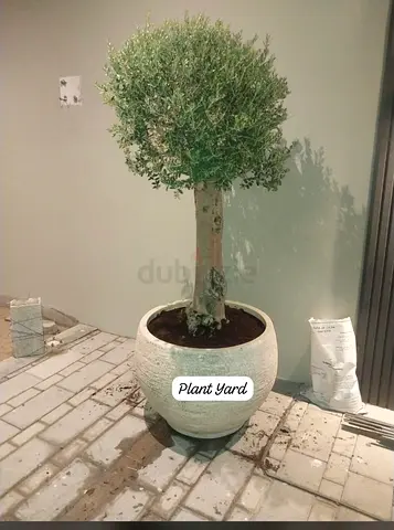 Mature potted olive tree in decorative planter - ready for garden or patio