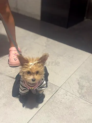 Maltipo puppy