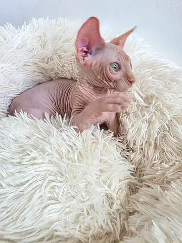 Elf Sphinx Kittens
