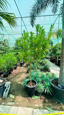 Potted Lemon/Orange Fruit Tree — Healthy Single-Trunk Specimen, Ready to Plant