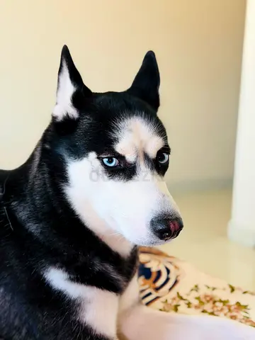 Friendly 3-year-old Siberian Husky available for adoption (male, vaccinated, microchipped, trained)