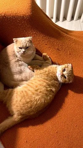 Cats for adoption for free