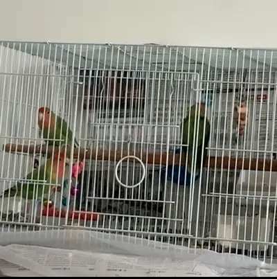 Pair of Peach-faced Lovebirds with Cage - Healthy and Active re homing