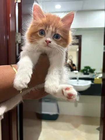 Cats