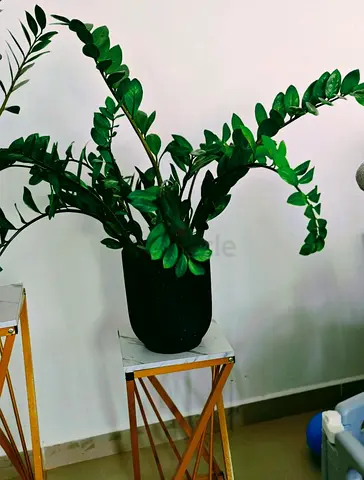 Large ZZ (Zamioculcas) plant in decorative black pot — healthy indoor plant