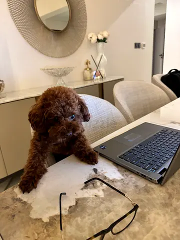 Toy poodle with special condition