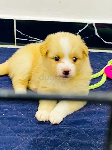 Pomeranian puppy