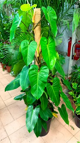 Philodendron Plant