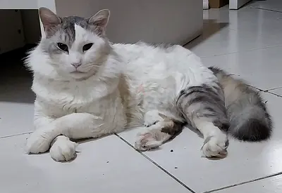 Free adoption for cats