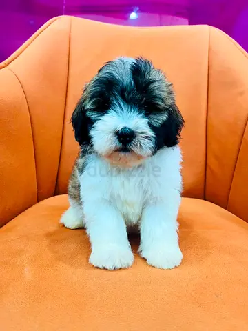Cute fluffy Shipoo  puppy,ready for new home
