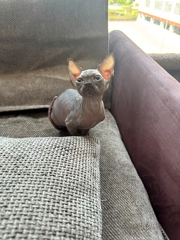 A healthy and playful Sphynx boy kitten looking for a new home