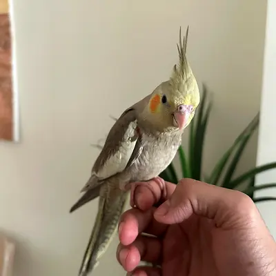 Hand-raised cockatiel (tame, friendly) looking for a new home