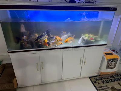 Large Koi/Goldfish Aquarium with Cabinet - Ready to Keep