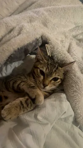 5 month old kitten