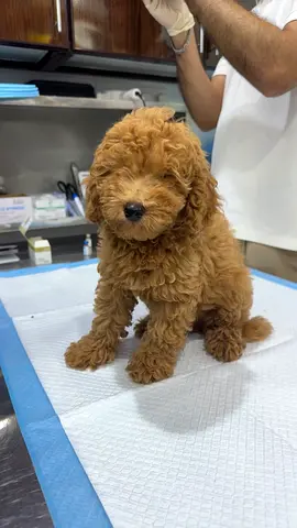 Fluffy Toy Poodle Puppy — Friendly and Vaccinated