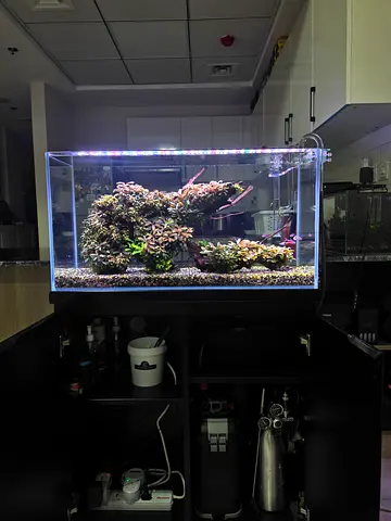 Full set Buce Aquascape Setup