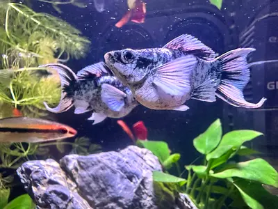 3 breeding pairs Aquarium fish - take all 3 pairs