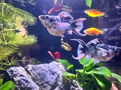 70 aed beautiful Aquarium fish - take all 3 pairs