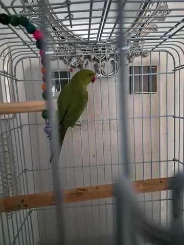 Indian ringneck parrot 5 month old healthy untamed with cage and stand