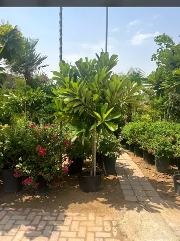 Mature Frangipani (Plumeria) Potted Tree - Ready to Plant