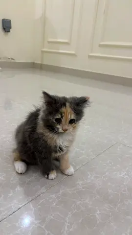 Cat For Adoption (stormi) ستورمي