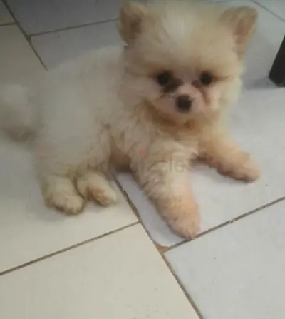 Fluffy Pomeranian Puppy
