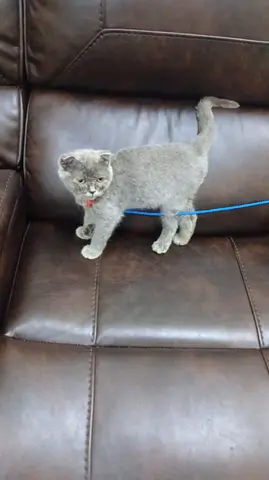 A Young Scottish Fold found abandoned just outside our residential area in Sharjah.