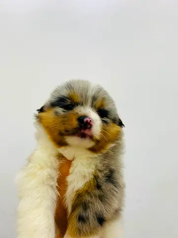 Australian Shepherd puppies available now