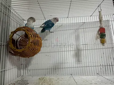 Pair of young lovebirds with cage, healthy