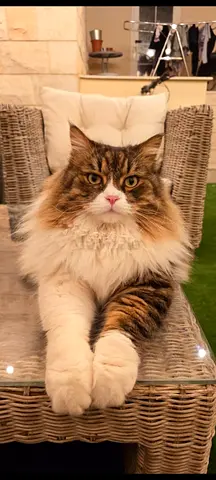 2 cats looking for a new home