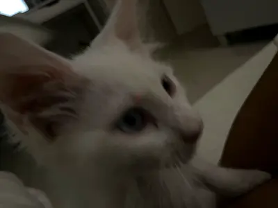 11 weeks old kitten for adoption(Turkish Angora)