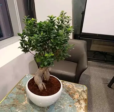 Indoor Bonsai Ficus Tree in White Ceramic Pot - Ready to Rehome