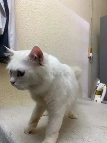cat free adoption