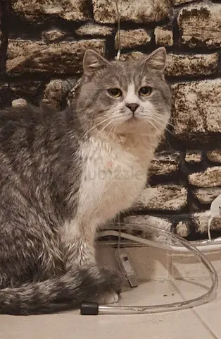 Beautiful British shorthand vaccinated with passport and chip, free adoption for caring family