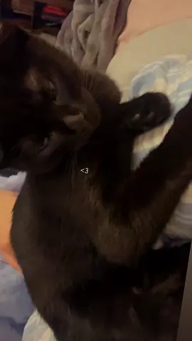 Kitten for adoption