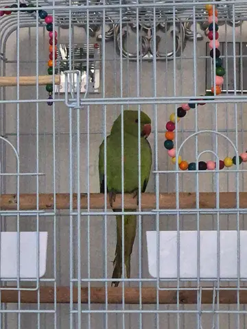 Indian ringneck parrot