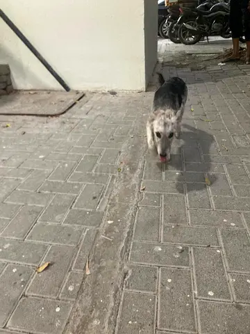 Lost pet found