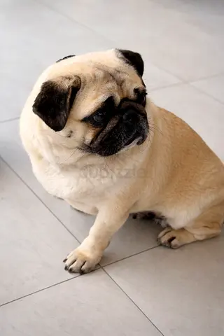 Pug dog available for rehoming — friendly adult pug (1.2 years) - Girl