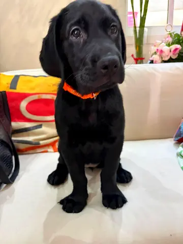 12 weeks Labrador Puppy available — friendly and playful