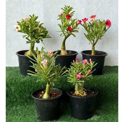 Beautiful outdoor Plants for Home & villa & balcony 🌿