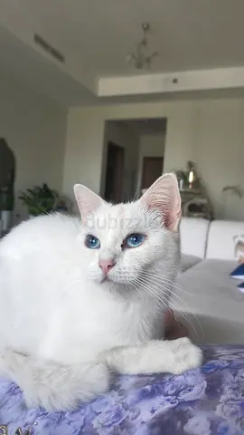 Cat for adoption