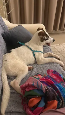 Friendly medium-sized dog — looking for a new home (Jack Russell mix)