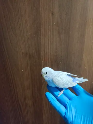 Tamed budgie / parakeet - tame and healthy