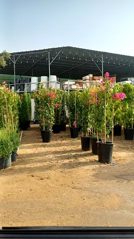 Potted flowering shrubs and small trees - multiple healthy plants