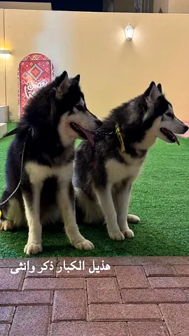 Siberian Husky Family