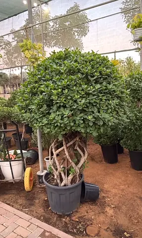 Large Braided Trunk Bay Laurel / Buxus Topiary in Pot - Mature Ornamental Tree