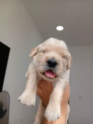Golden retriever puppies