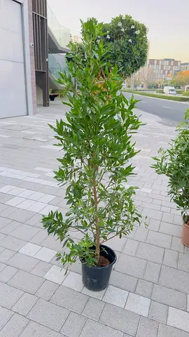 Potted ornamental evergreen shrub — ready for garden/planter
